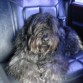 Aqui tenemos a Rocko en el coche... Siempre que salimos el viene con nosotros, para todos lados viene el con nosotros y le encanta viajar, tanto en coche como en Barco o como en avion ya que es un perro super viajero...Siempre con los papis.